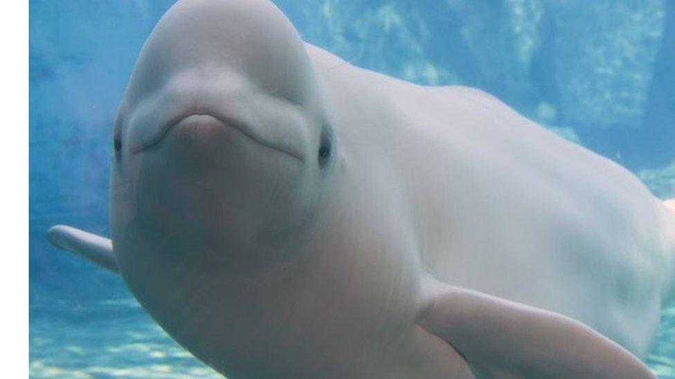 Beluga