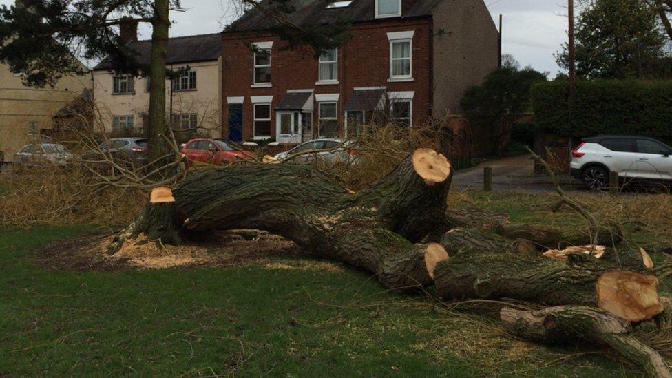 Damaged Willow tree