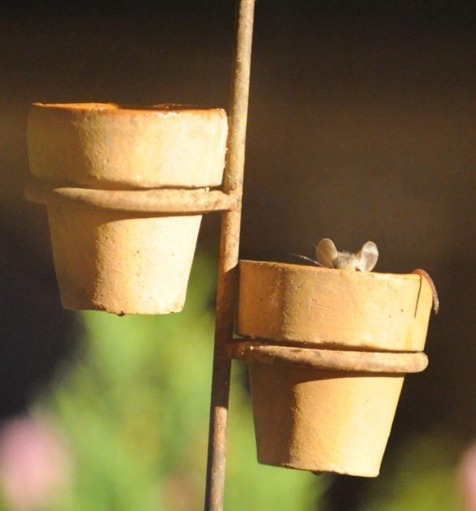 Mouse in a pot