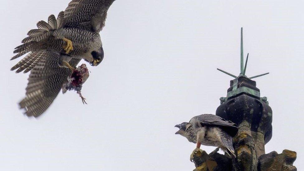 Peregrine falcon