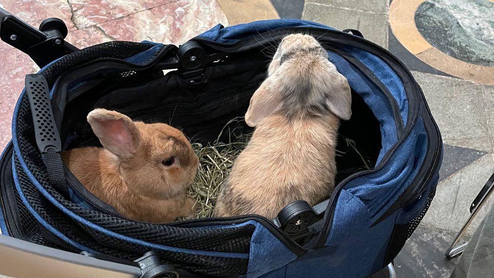 Two small light brown rabbits, sitting on hay in a blue shopping trolley in Ely Cathedral