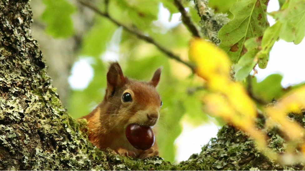 A red squirrel at Plas Newydd