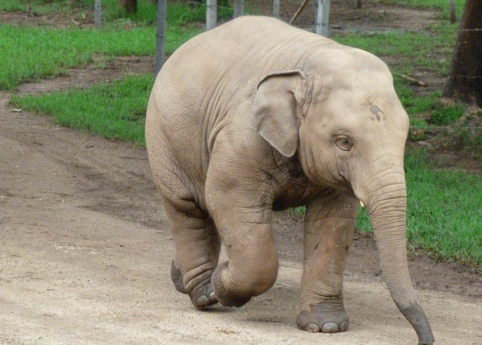 Baby elephant at Elephant Nature Park in northern Thailand