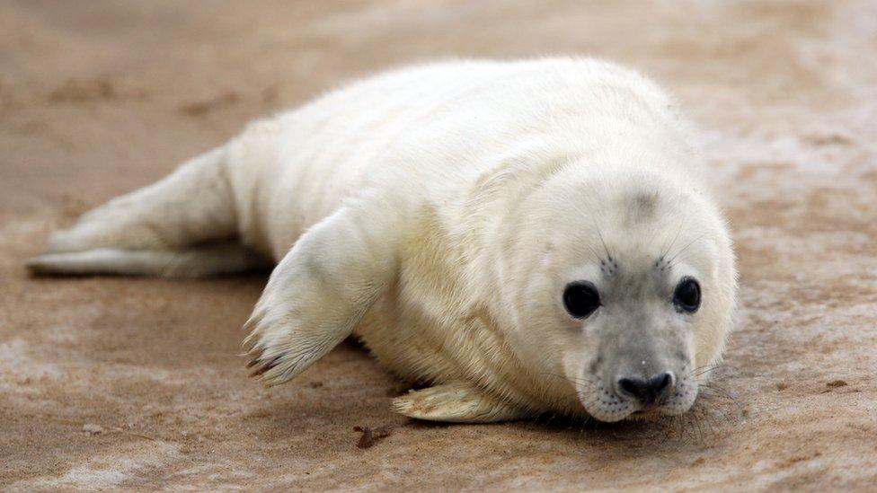 Grey seal pup