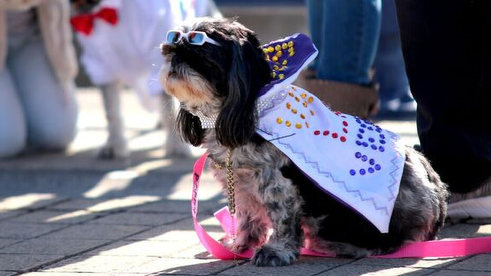 A dog dressed up in an Elvis costume