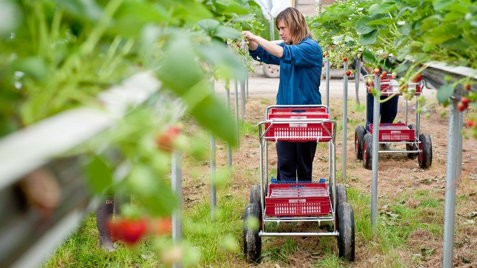 Woman picking strawberries