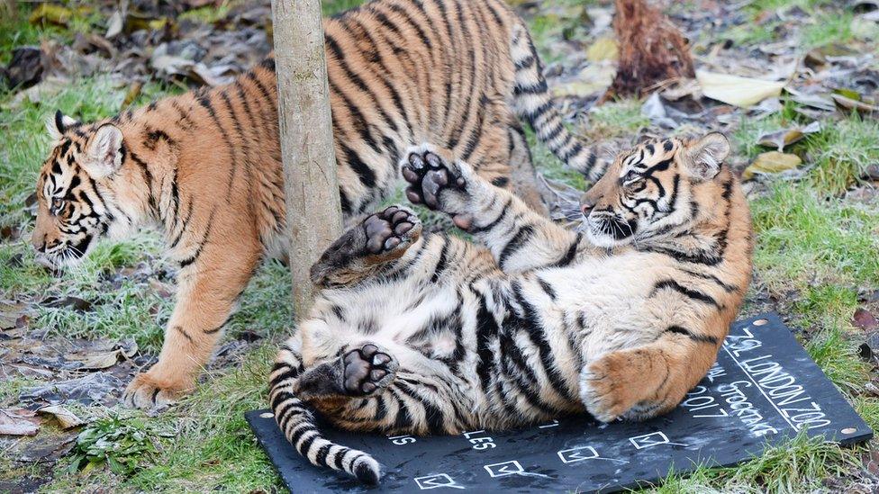 Two tigers