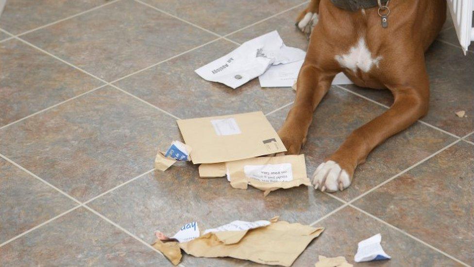 Dog lying by doormat and chewed mail