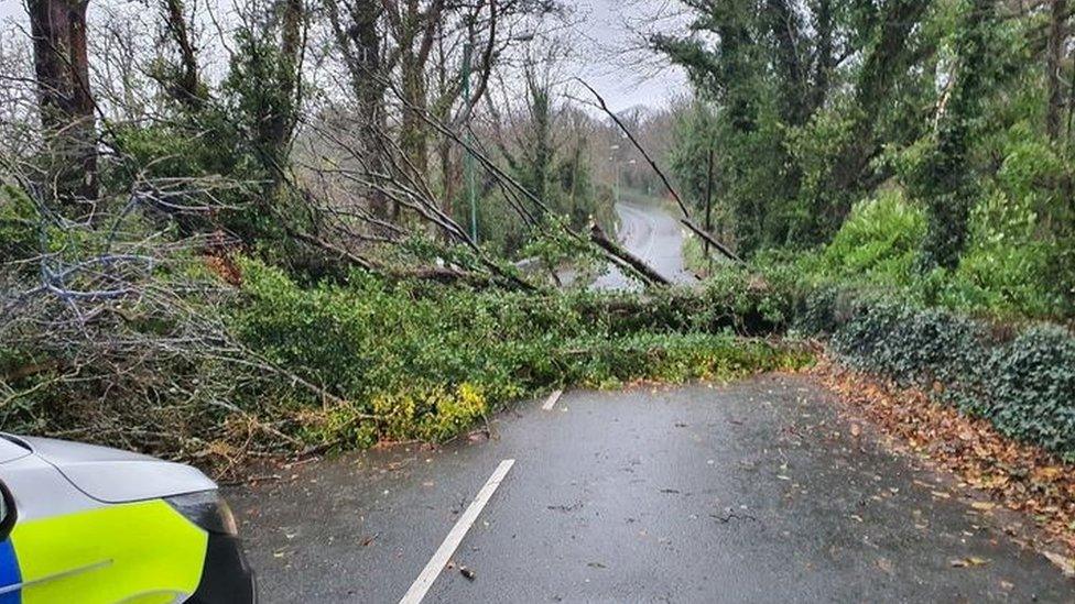 Fallen tree blocking road