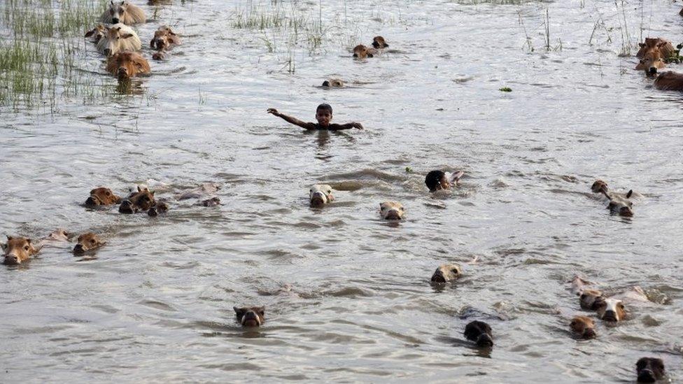 Indian boys swim with their cattle through flood waters as they try to take them to a safer place at Kholabuya village, 65 kilometers (40 miles) east of Gauhati, India, Tuesday, Sept. 1, 2015