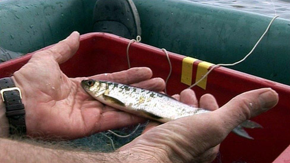 Man holding vendace fish