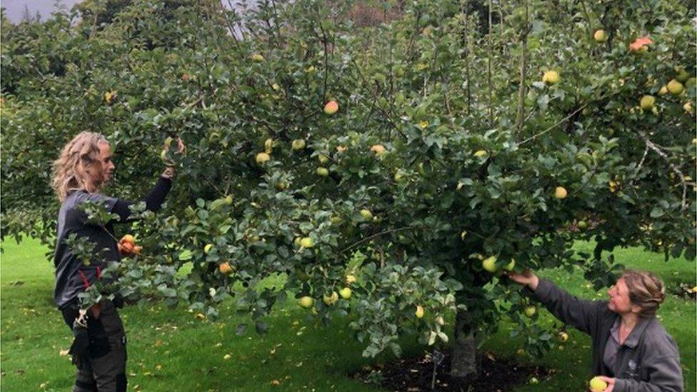 People picking apples from a tree