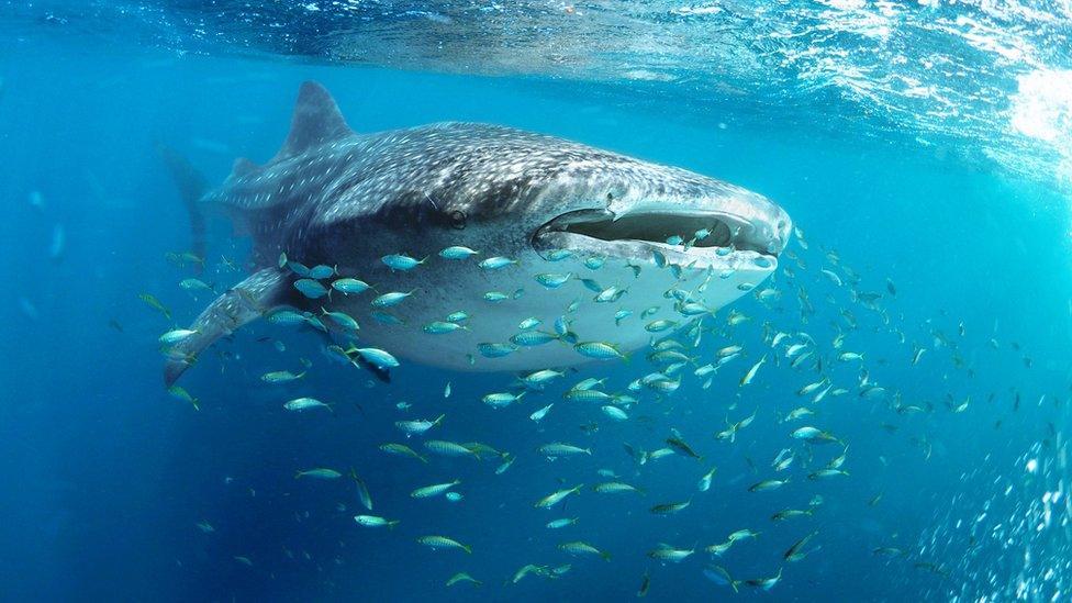 A whale shark - like those found near the coral reefs of Saint Martin's Island.