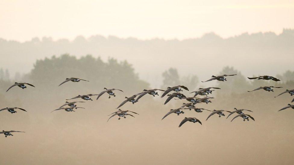 Geese in Richmond Park London