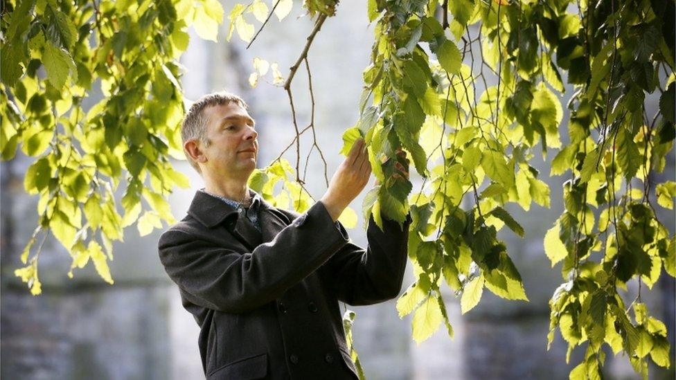 Dr Max Coleman examines the leaves on one of two 100ft Wentworth elms