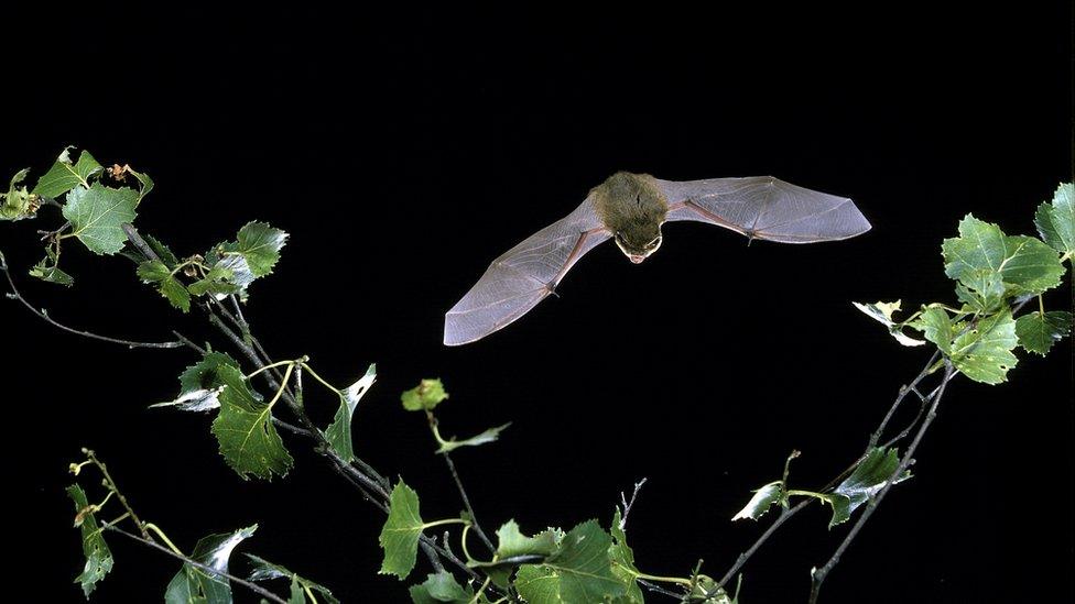 common pipistrelle bat