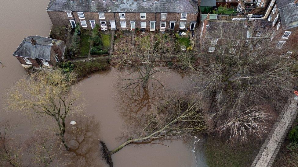 A fallen tree in York