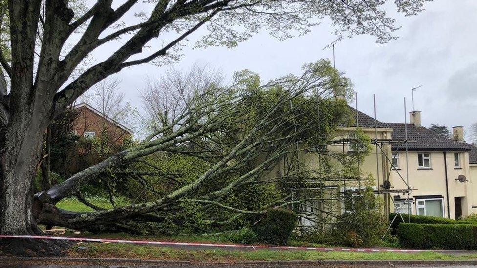 Large tree leaning on house after falling due to strong winds