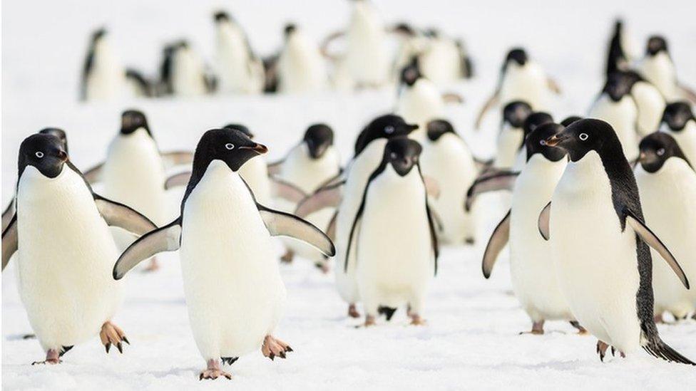 Adélie penguins