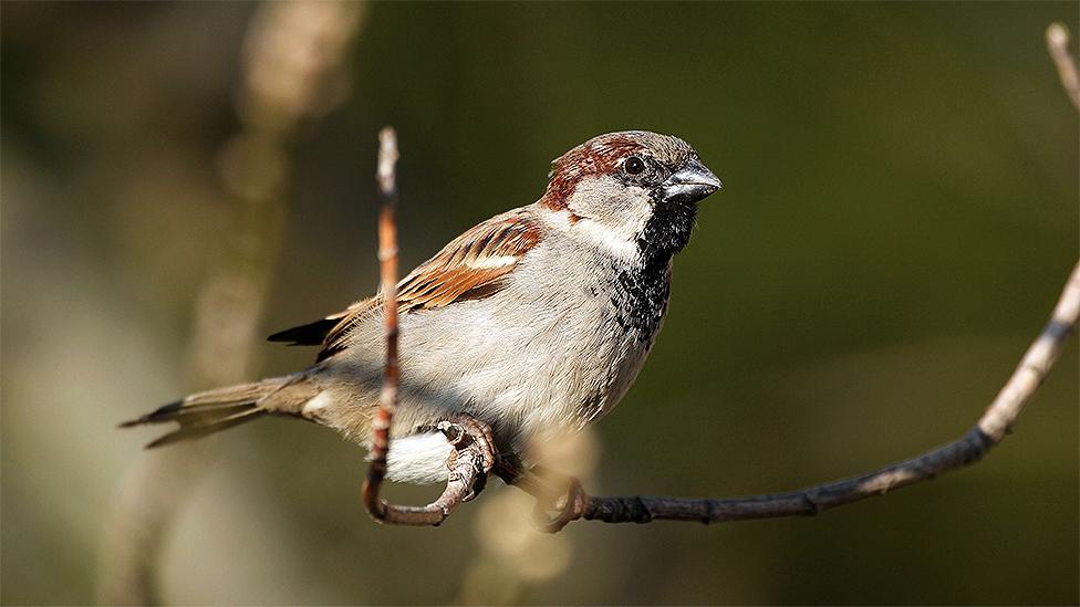 A House Sparrow