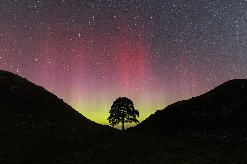 A tree in a dip between two hills with pink and green Northern lights beyond it