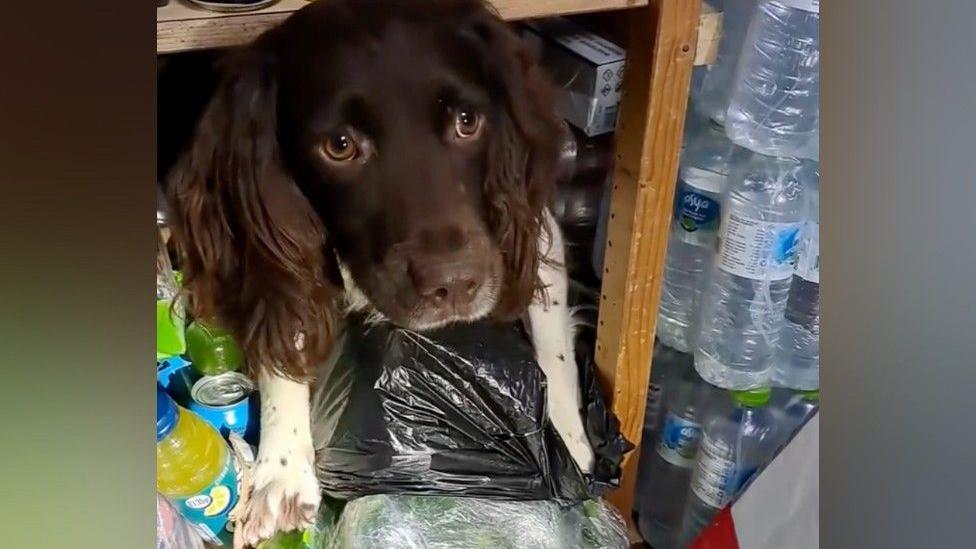 A brown and white sniffer dog is sitting among bottles of water and plastic bags. The dog has dark brown fur on its face and ears with white front legs and sits on a plastic binbag among the bottles and cans.