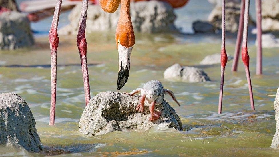 Flamingos in Mexico