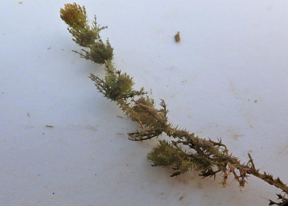 Rare bearded stonewort