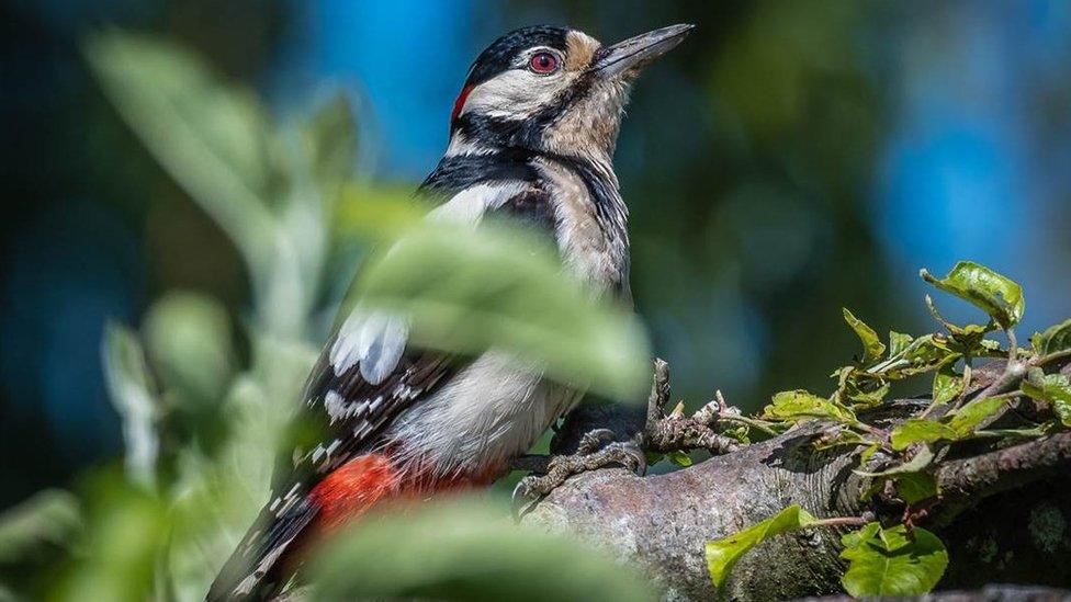 A Great Spotted Woodpecker enjoying a dry morning in an apple tree at Farmoor