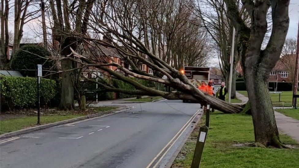 Tree blocking road Beverley