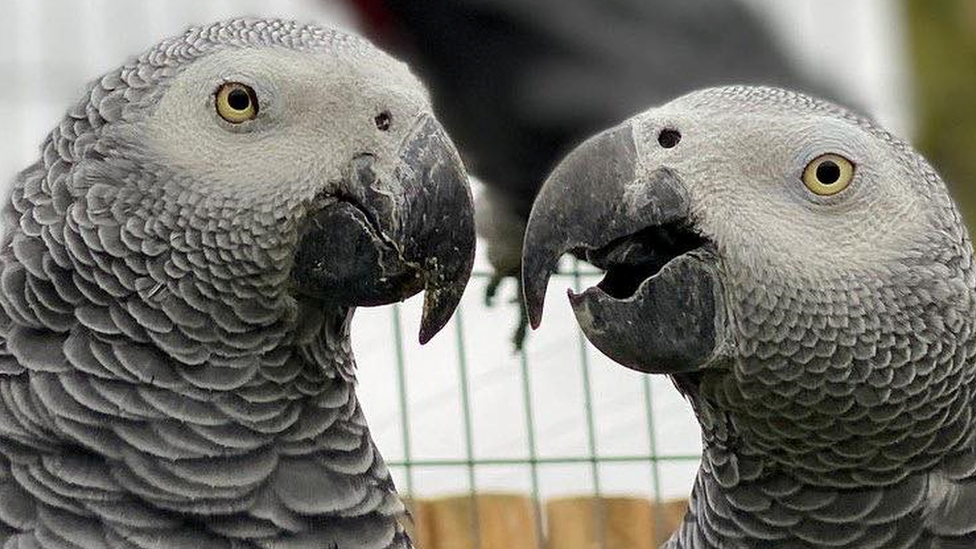 Two African grey parrots