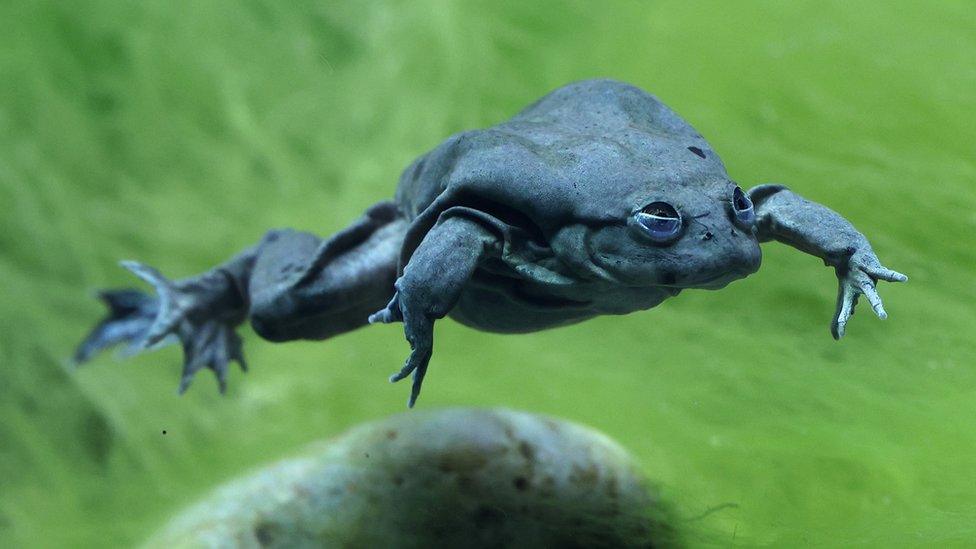 A Titicaca frog