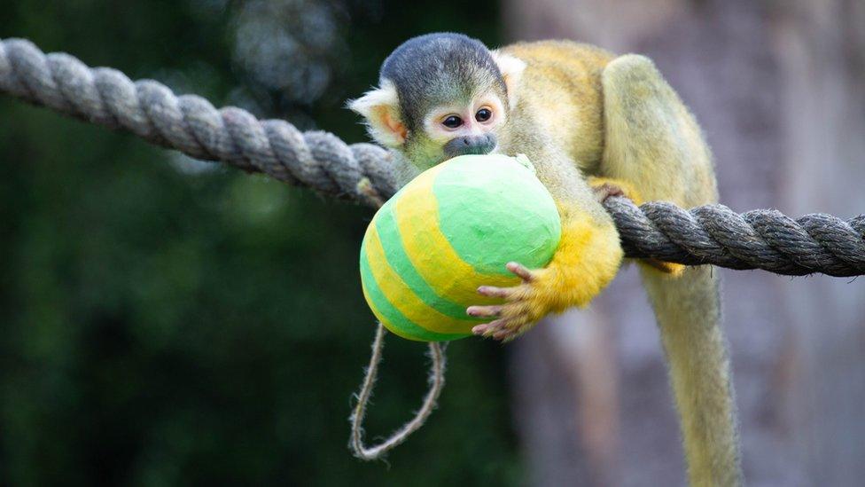 A squirrel monkey on a rope holds onto a colourful fake Easter egg
