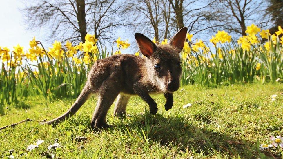 Baby wallaby at Longleat, Wiltshire