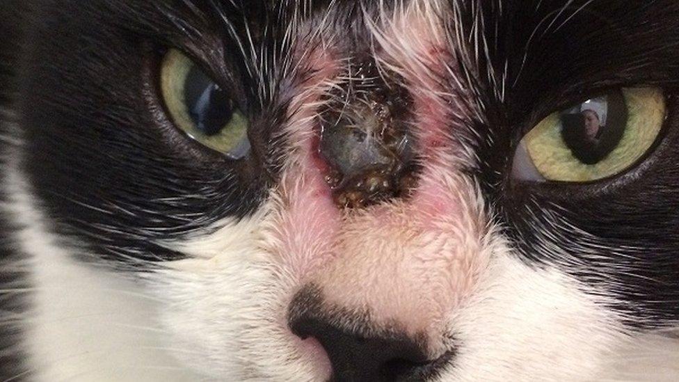 A cat with a nose injury caused by a ball bearing