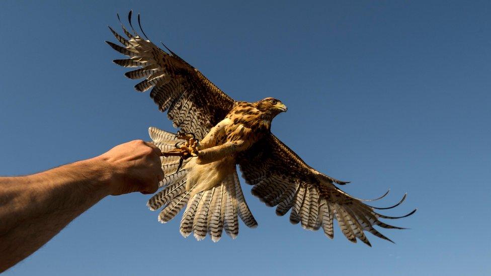 Ariel Marinkovic and his hawk Hook in flight