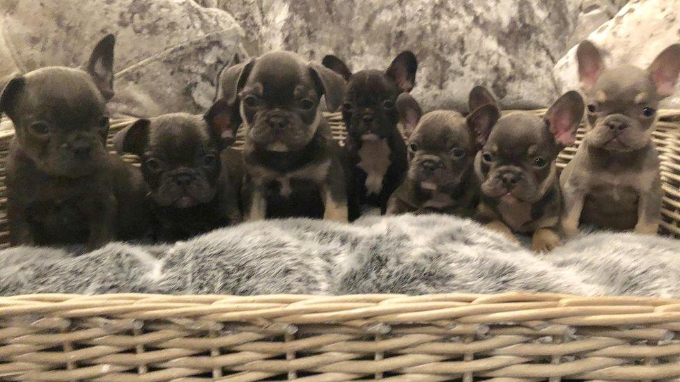 French bulldog puppies