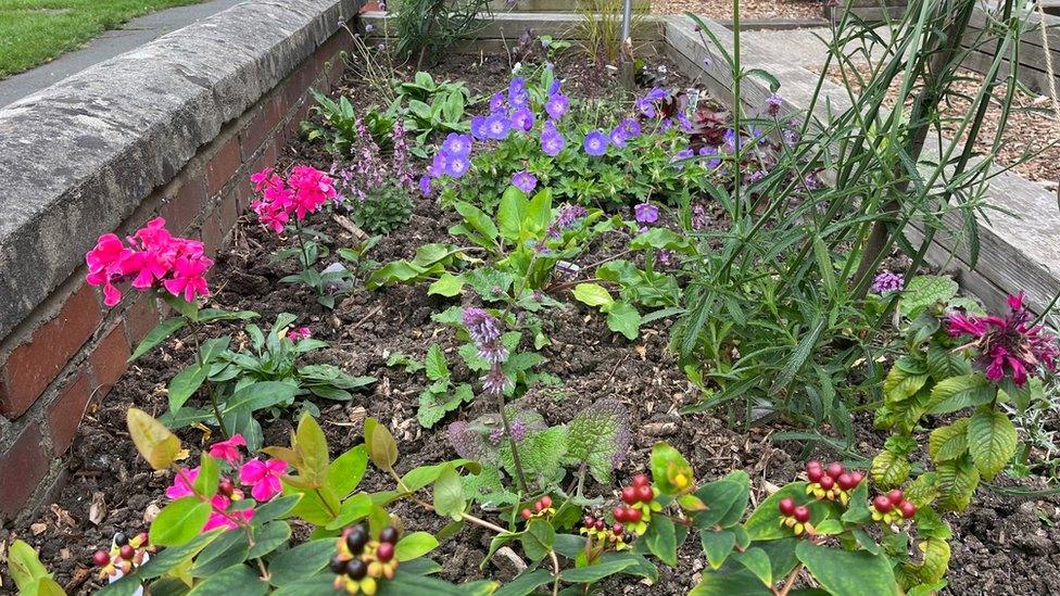 Garden with flowers and berries