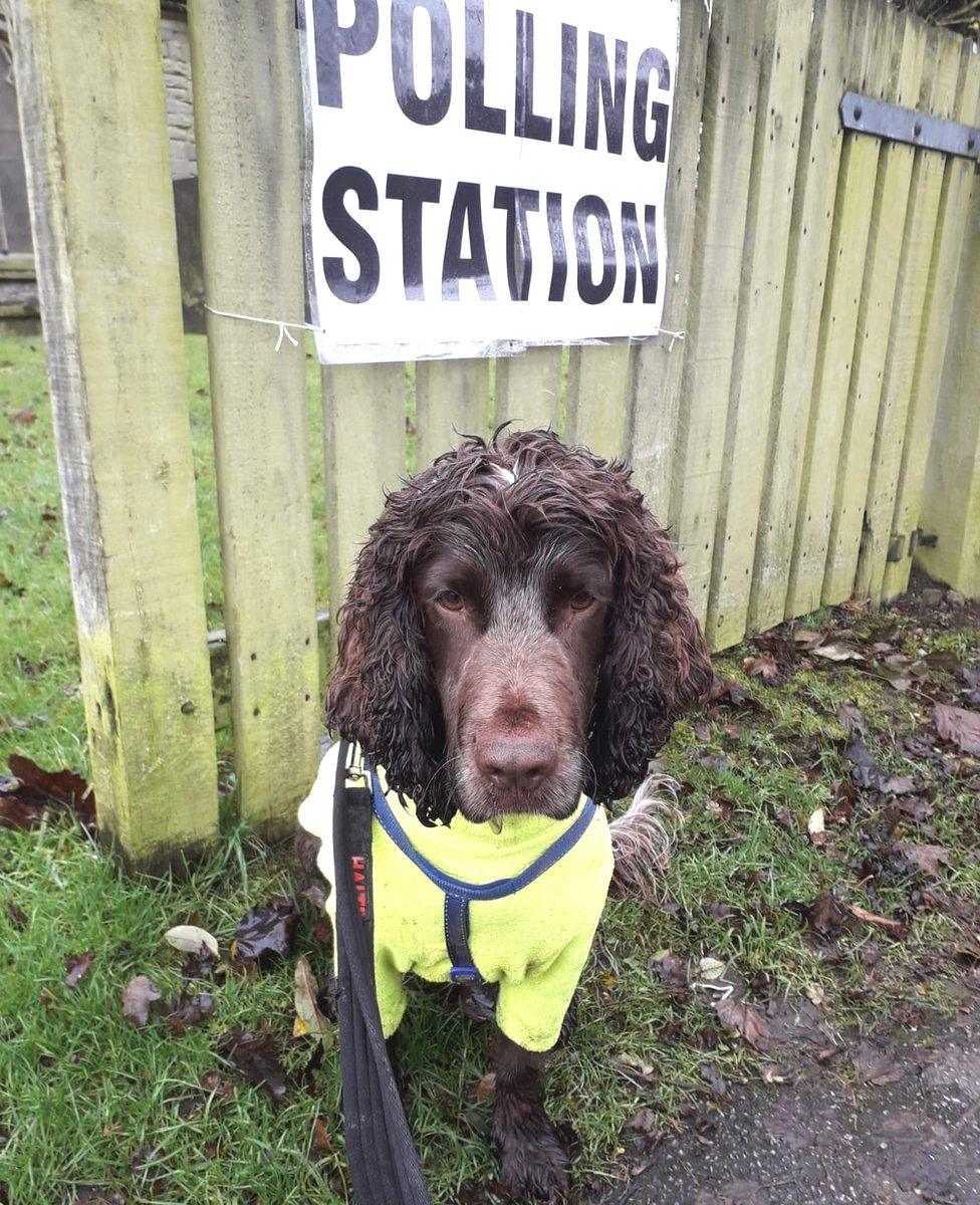 Jarvis the spaniel at St Mary's Family Centre in Arnold, Nottinghamshire