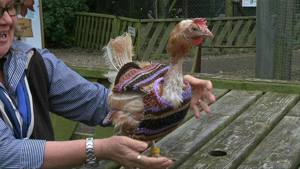 A chicken with a jumper on being looked at by the lady who made them for it