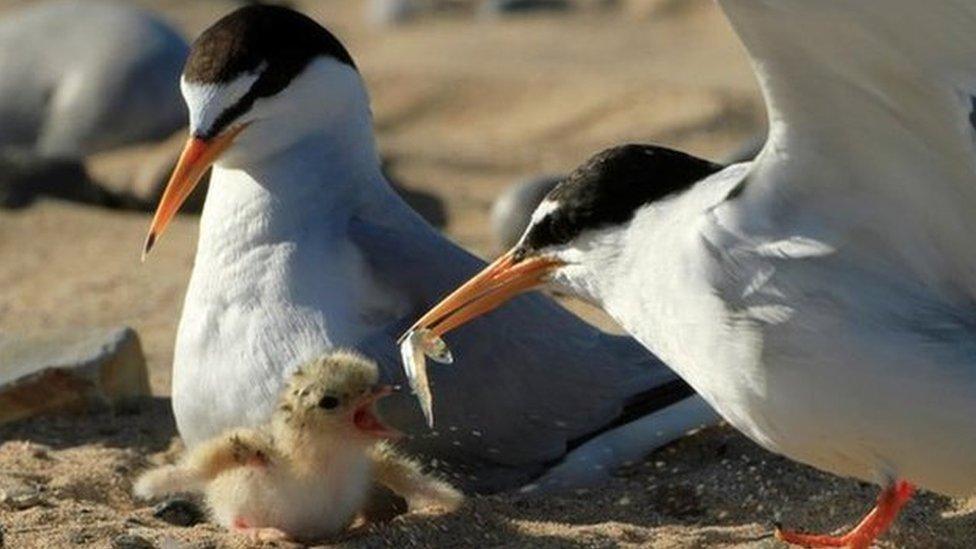 Little Tern chick