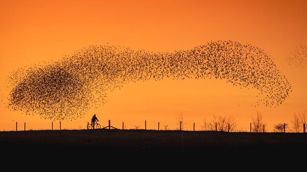 Starling murmuration