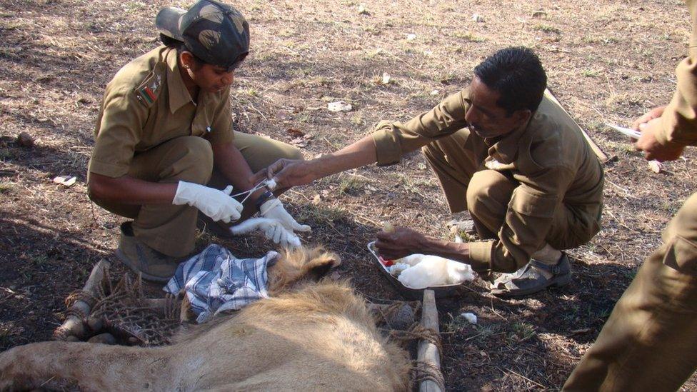 Rasila Vadher treating an injured lion