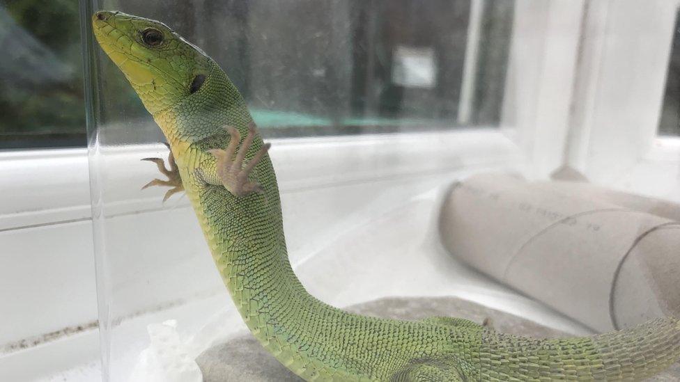 Green Balkan lizard