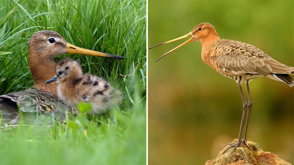 (left) black-tailed godwit adult and chick (right) adult black-tailed godwit