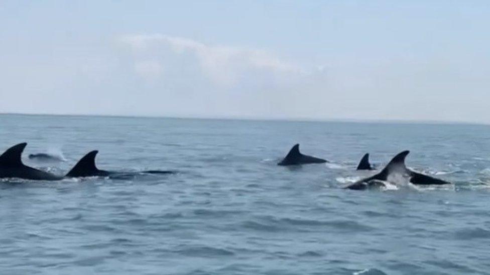 guernsey dolphins in the sea