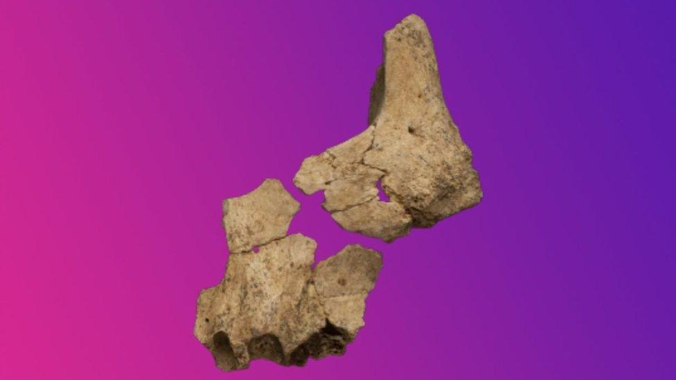 fossil of jawbone fragment