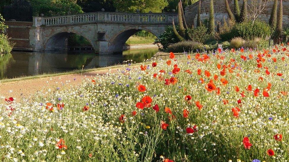 King's College flower meadow