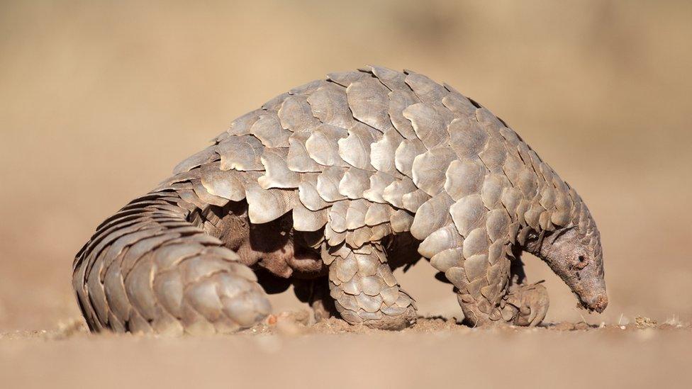 African pangolin