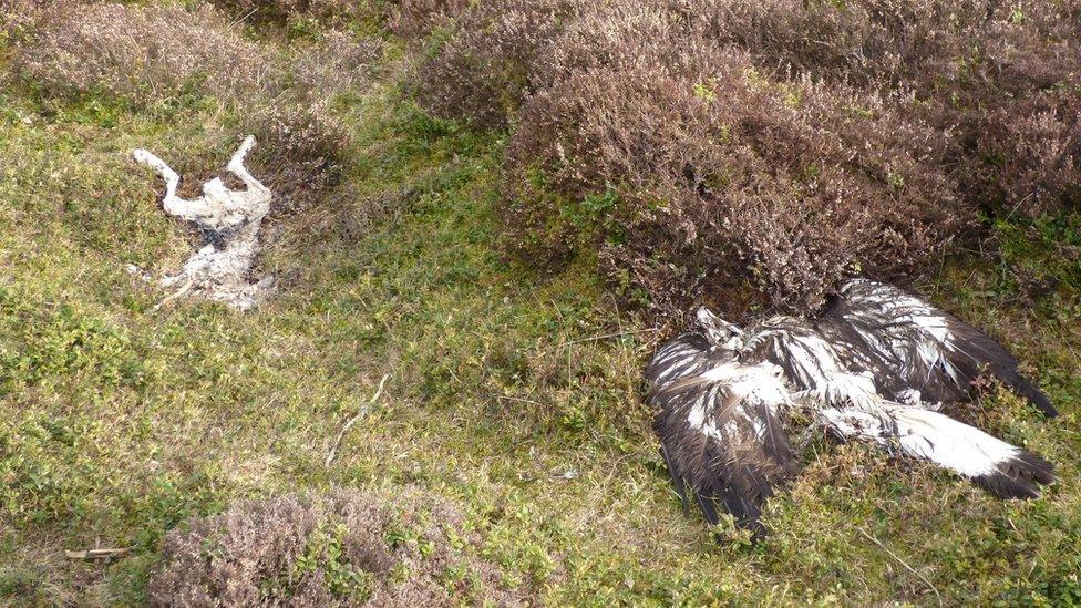 Dead golden eagle